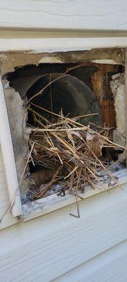 Bird nesting in vents. We offer nesting removal, cleaning and disinfection and vent screening in Fairfax, Arlington and Northern VA.