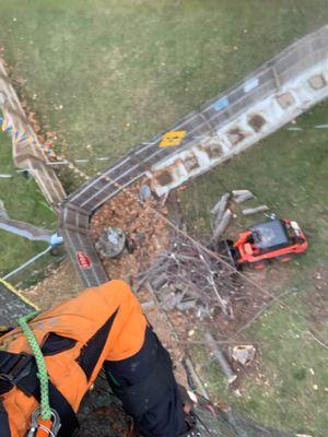 Boss Timber Tree Service Green bay Wi 54313 920-716-9606