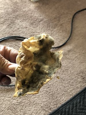 Moldy paper of some sort found in room vent