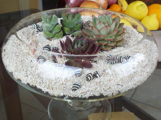 terrariums