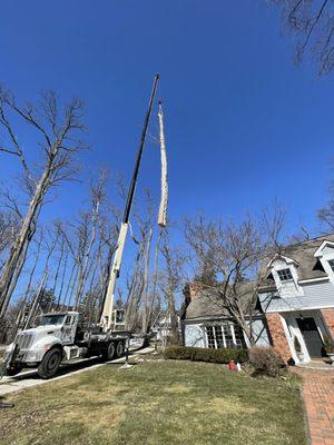 Viking Tree and Stump Service