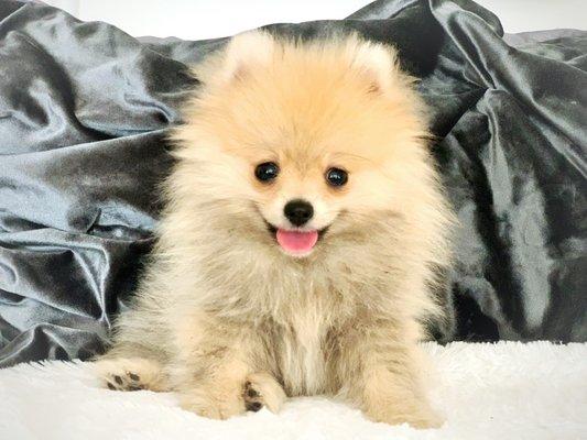 Our beloved teddybear teacup female Pomeranian puppy.