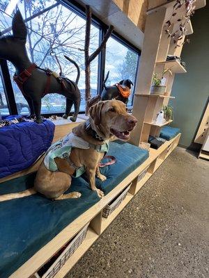 Emma making herself at home at Ruffwear