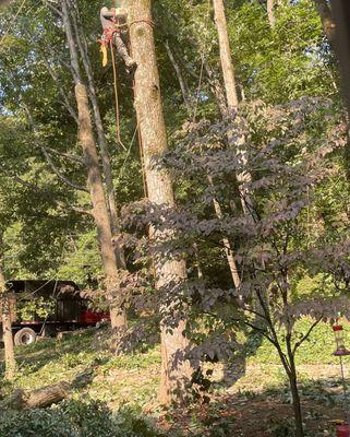 Removing diseased pine and poplar trees.