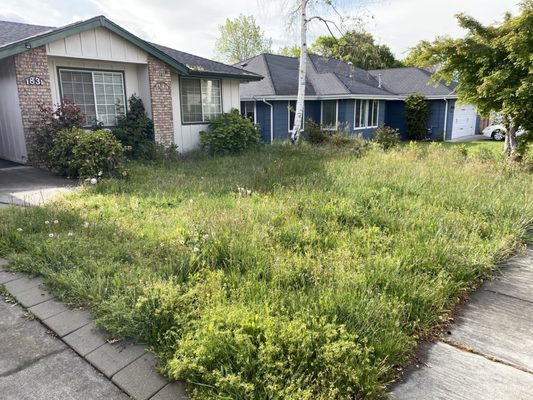 Front yard before.