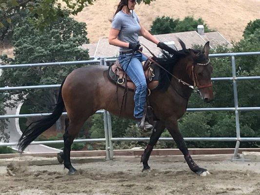 Horseback Riding and Training