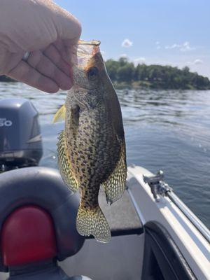 Black Crappie