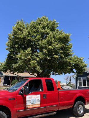 Rothman Tree Service