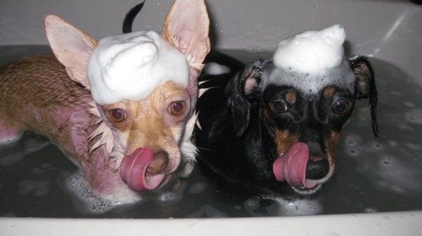 Tula and Betty getting bathed and groomed.