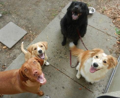 Doggy daycare fun at SDMVC