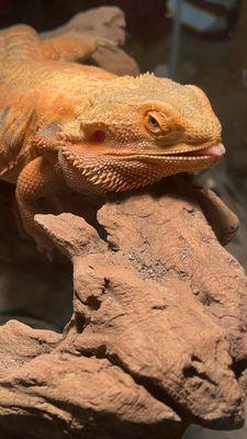 Bearded dragon