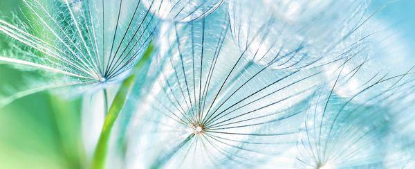 Let us tell you about why we use the dandelion and how it can work for your business.