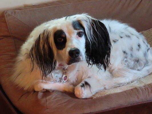 Lady with her signature collar tag