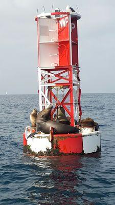 While on the Harbor Tour we got a chance to say hello to some sea lions!