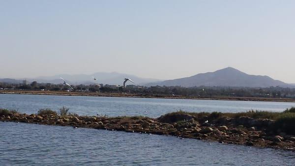 One more from South Bay, view from the water, featuring water birds in flight.