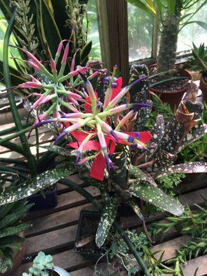 Gorgeous plant in the green house.