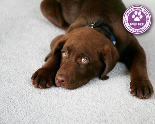 urine can cause havoc on carpets. ask about our pet urine and odor removal treatment.