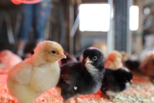 Variety of chicks and ducklings available for purchase in the spring!