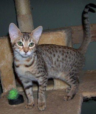 a kitten in one of the kitten rooms