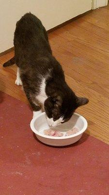 Davis chows down on some diced raw chicken less than a week after his much needed dental surgeey.