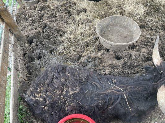 Muddy cows