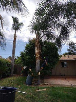 Palm tree pruning