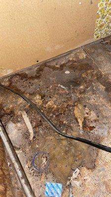 Water damage amongst mice droppings