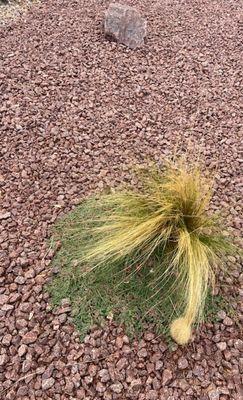 a mossy plant