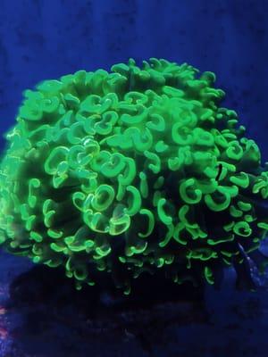 Neon hammer coral