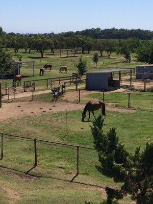 Irrigated pasture and paddocks