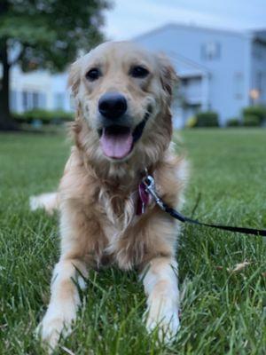 Well behaved Riley! Trained by In Command Dog Training, since she was a puppy!