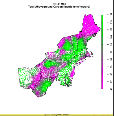 Carbon Sequestration-  Photosynthesis forest remaining NE United States