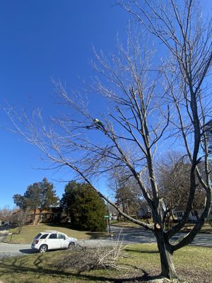 Topping a silver maple