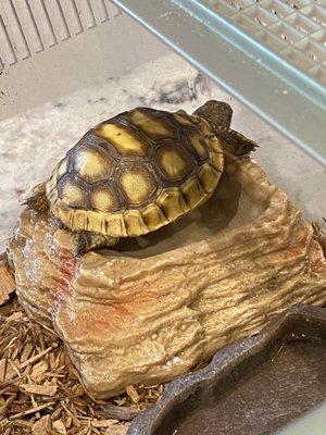 Sulcatas tortoises