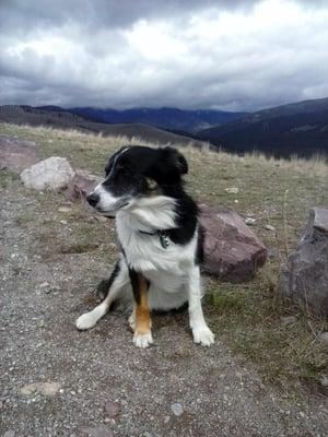 Challis sitting pretty on top of a mountain.