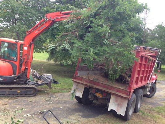 Tree and brush removal