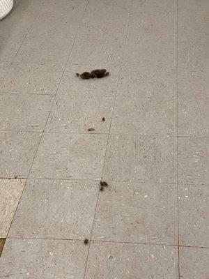 Filthy floors of the laundry room that are "maintained" by the property.