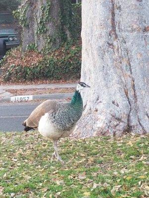 Ms. Pea Hen lives in one of the surrounding Chinese Elm trees