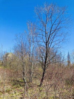 Walrond Park Marsh