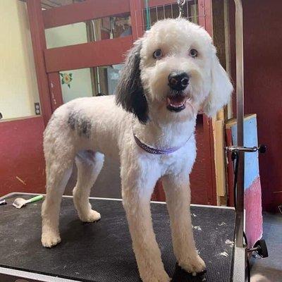 Grooming pup's feeling their best in Carroll Ohio