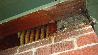 Another example of honeycomb buildup from bees you may not know are there until they are well established.