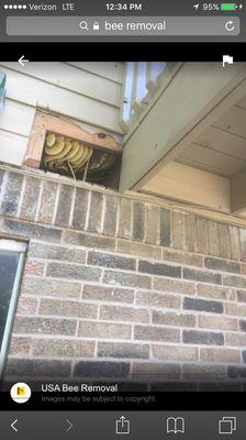 Bee removal in Austin, TX