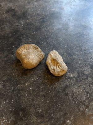 Fossils found on the shoreline.