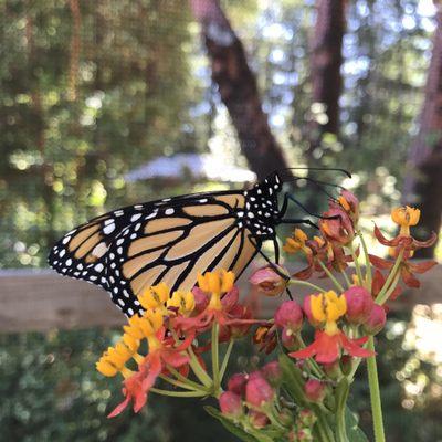 Monarchs love milkweed and they do sell milkweed plants of multiple varieties.