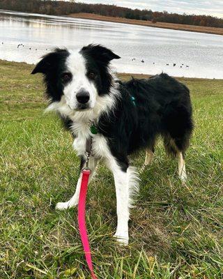 Border collie in front of the reservoir with geese