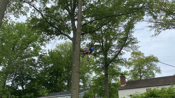 Climber still sliding down after a professional tree trimming