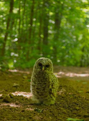 Lost baby owl ?