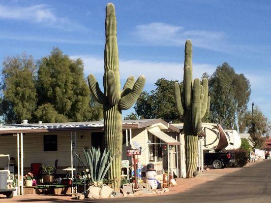 Park has lots of plants and cactus.