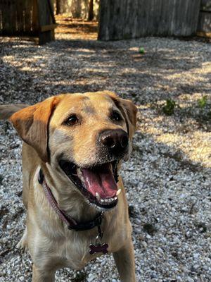 Happy dog