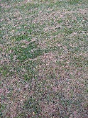 My lawn after first "pro" failed to bag and remove clippings.